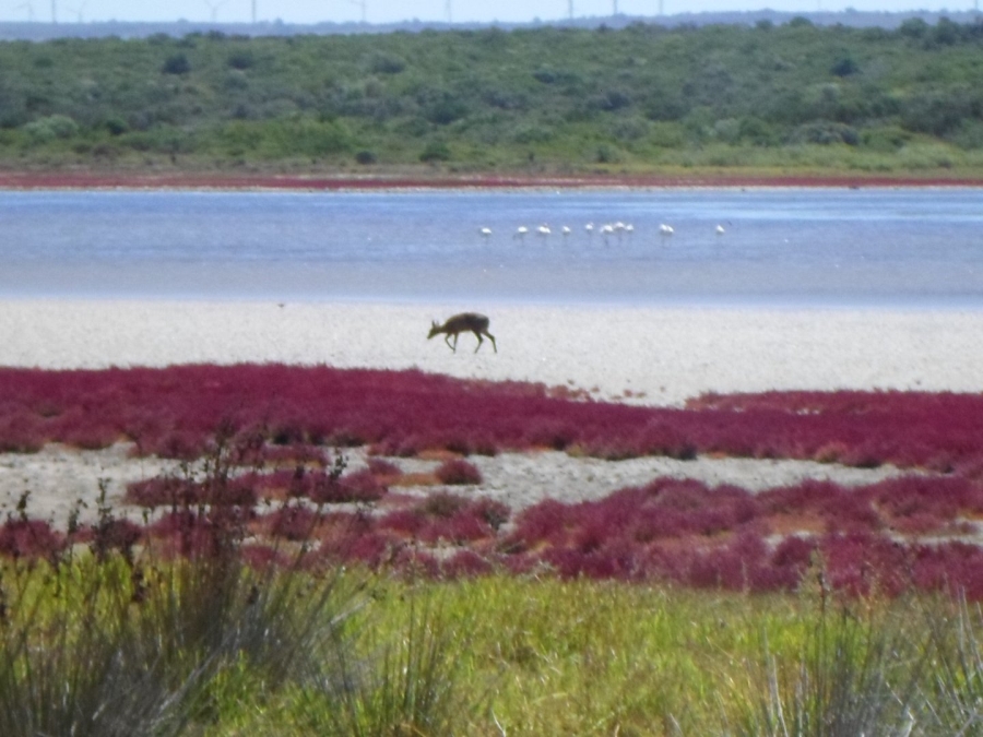 Commercial Property for Sale in Paradise Beach Eastern Cape